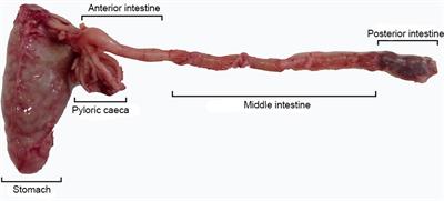 Biochemical features and modulation of digestive enzymes by environmental temperature in the greater amberjack, Seriola dumerili